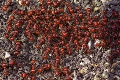 Pogonomyrmex barbatus