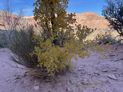 Fraxinus anomala