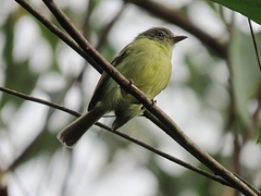 Tolmomyias sulphurescens