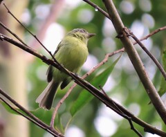 Tolmomyias sulphurescens