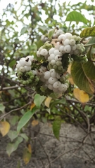 Tournefortia pubescens