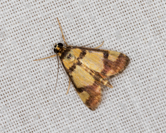 Deuterarcha xanthomela