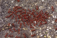 Pogonomyrmex barbatus