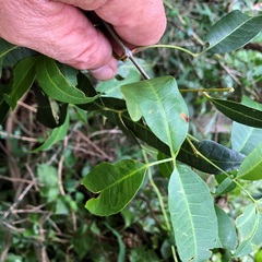 Dinosperma erythrococcum