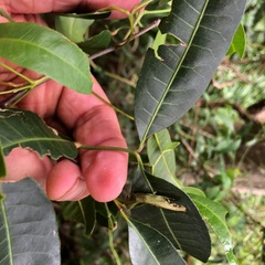 Dinosperma erythrococcum