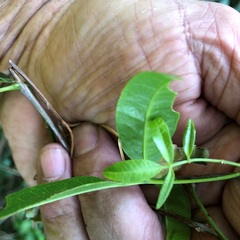 Dinosperma erythrococcum