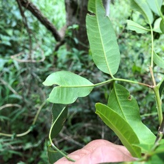 Dinosperma erythrococcum