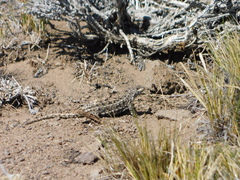 Liolaemus magellanicus