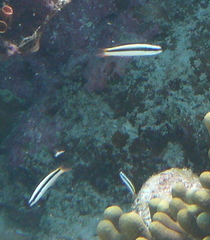Thalassoma amblycephalus