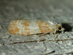Retinia sabiniana