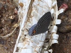 Jamides philatus subditus