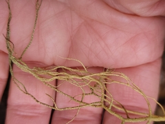 Usnea rubicunda
