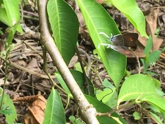 Drupadia ravindra moorei