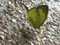 Eurema lacteola
