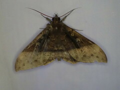 Ischyja