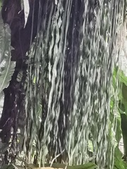 Haplopteris elongata