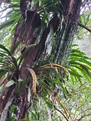 Haplopteris elongata