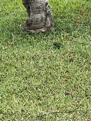 Erythrura pealii
