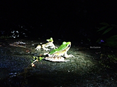 Odorrana hosii