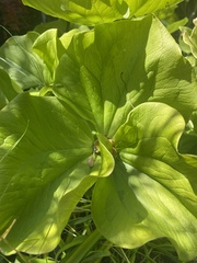 Trillium
