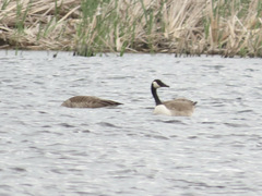 Branta canadensis maxima