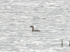 Poliocephalus rufopectus