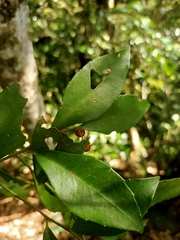 Ardisia cornudentata