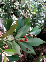 Ardisia cornudentata