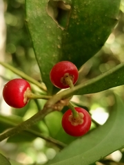 Ardisia cornudentata