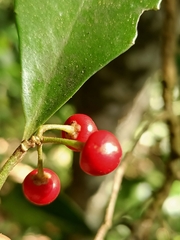 Ardisia cornudentata