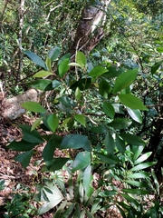 Ardisia cornudentata