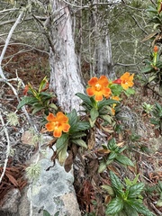 Diplacus parviflorus