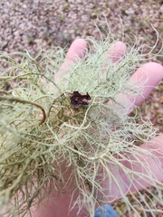 Usnea dasopoga