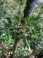 Ardisia cornudentata