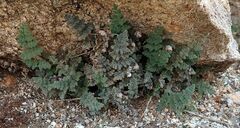Myriopteris parryi