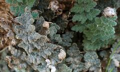 Myriopteris parryi