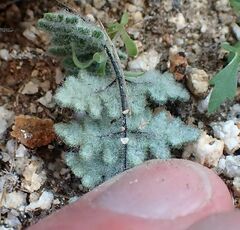 Myriopteris parryi