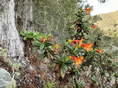 Diplacus parviflorus