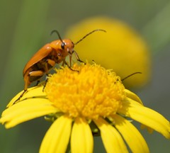 Nemognatha punctulata
