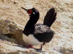 Leucocarbo magellanicus