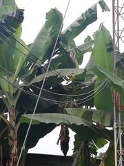 Megarynchus pitangua