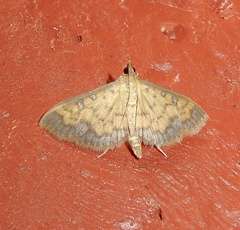 Sciorista assignatalis