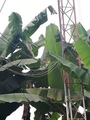 Megarynchus pitangua