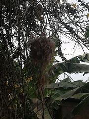 Megarynchus pitangua