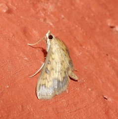 Sciorista assignatalis
