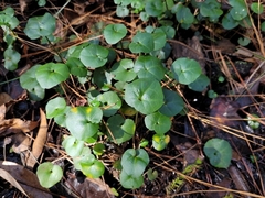 Viola banksii