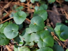 Viola banksii