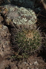 Echinofossulocactus