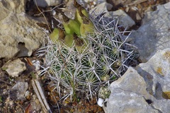 Coryphantha sulcata