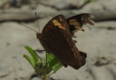 Junonia zonalis
